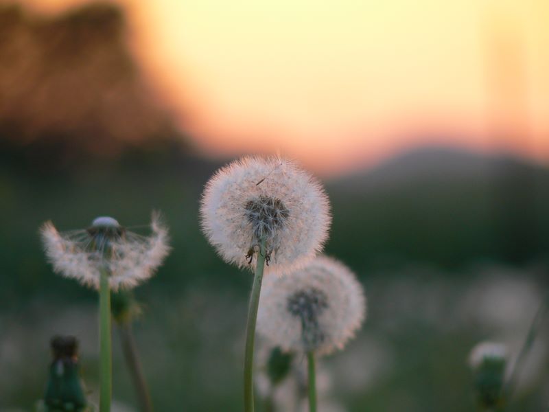Danelion Seed plume blossom close up