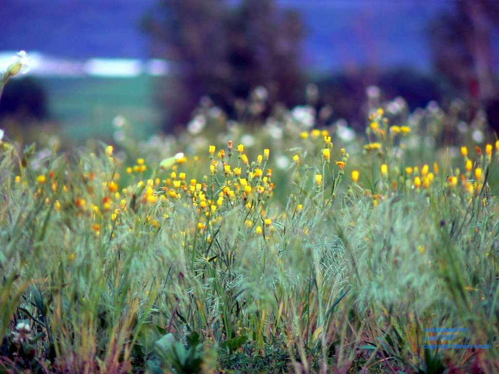 Yellow flowers in Wisconsin, a closeup