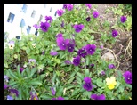 Bed and basket flowers