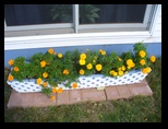 Marigolds on the farm