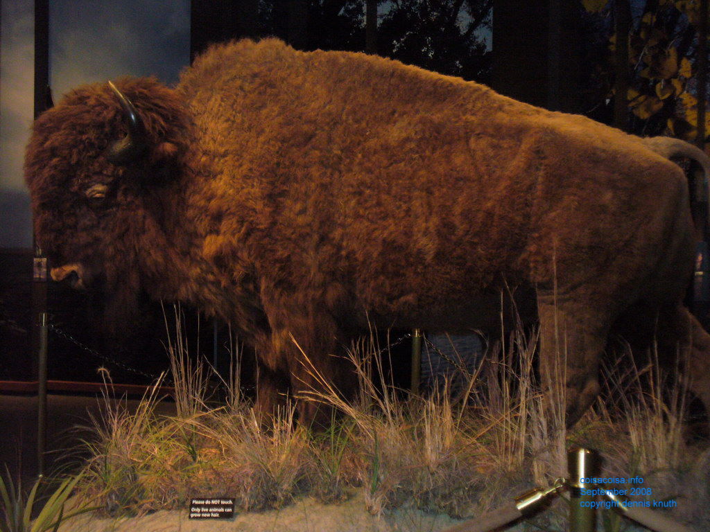 Buffalo diorama