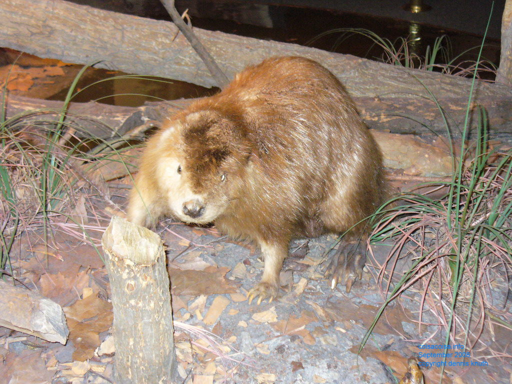 2008_09_20_sherri_gary_stlouis_62.jpg (large)