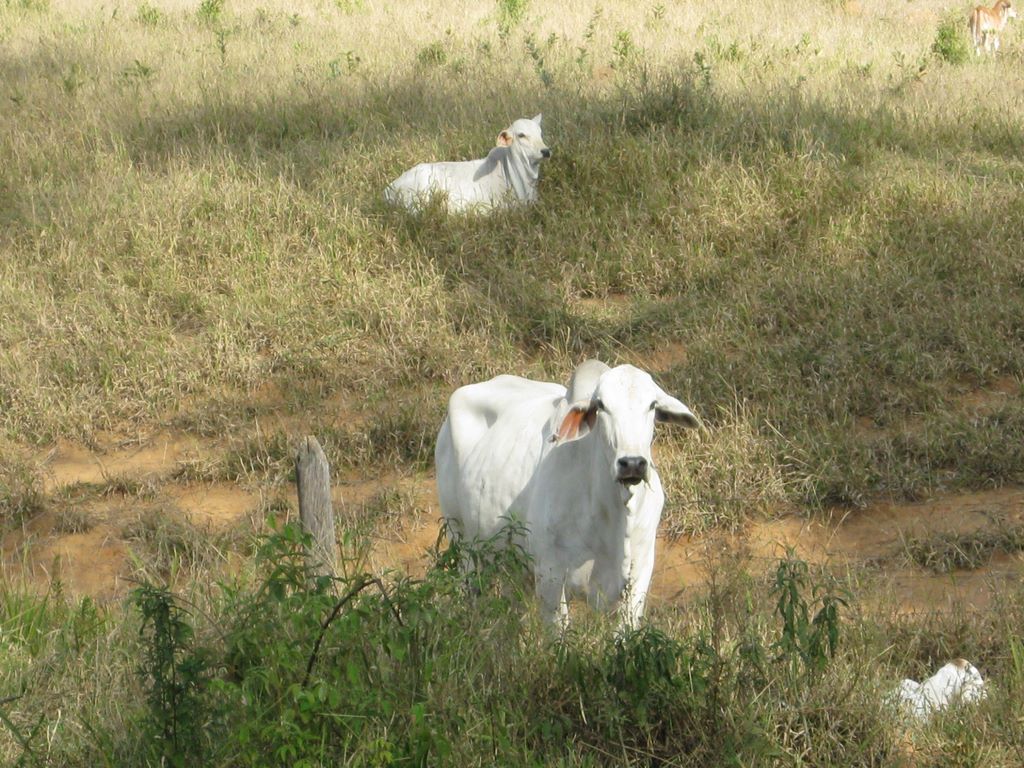 Brahma beef cattle on the coffee farm