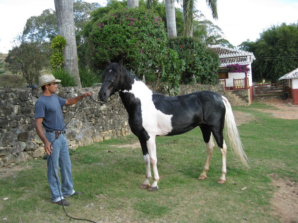 The gaúcho shows off one of the horses