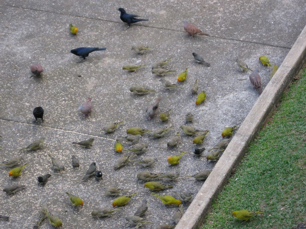 Trained Birds