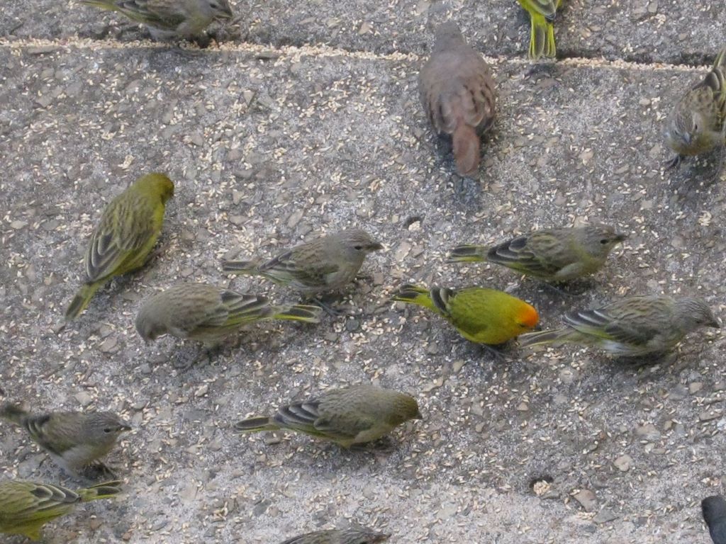 Trained Birds in Brazil