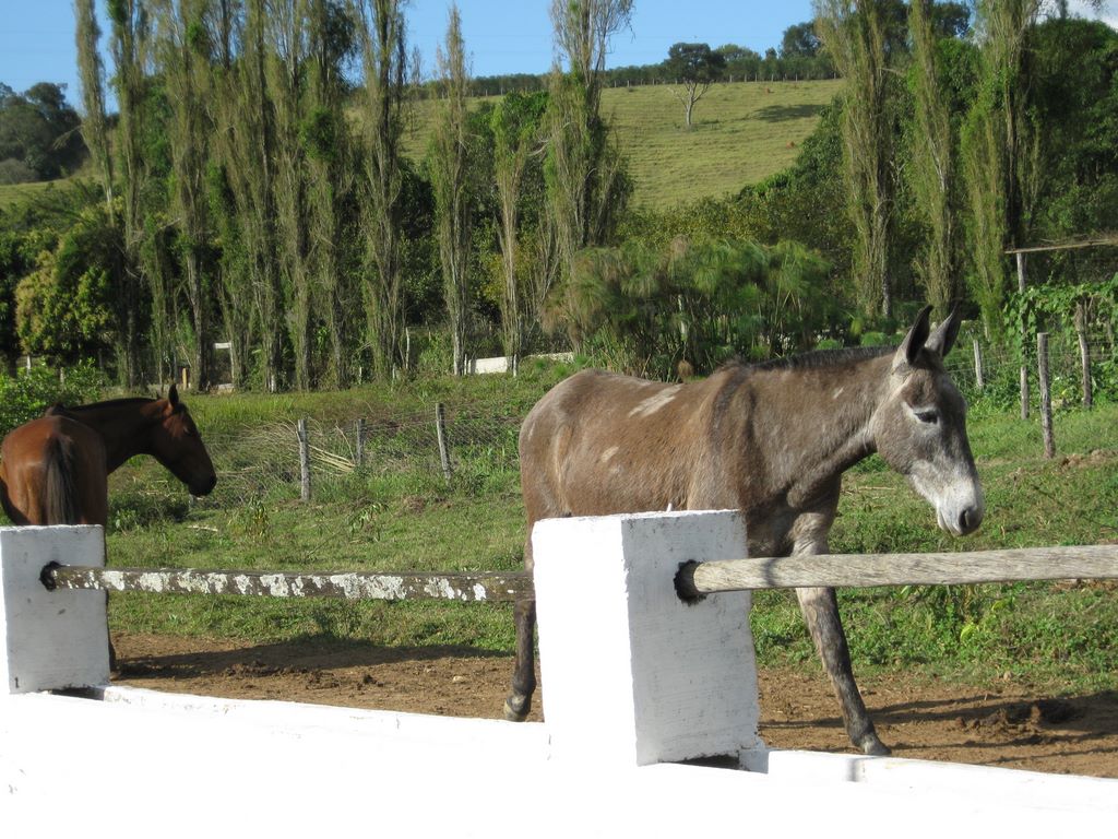 Donkeys at the Coffee Plantaion