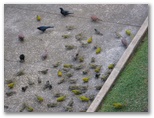 2009_07_15_coffee_farm_59.jpg