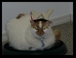 Reindeer cat