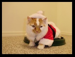 Christmas Cats