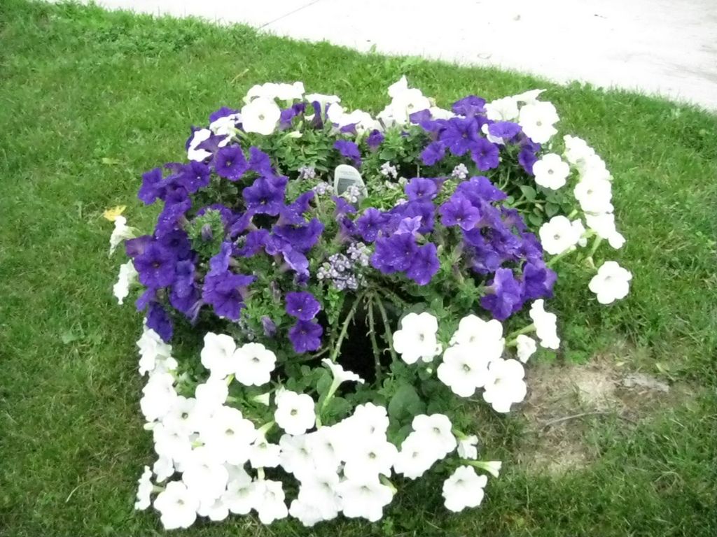 2009_06_24_jared_and_flowers_8.jpg (large)