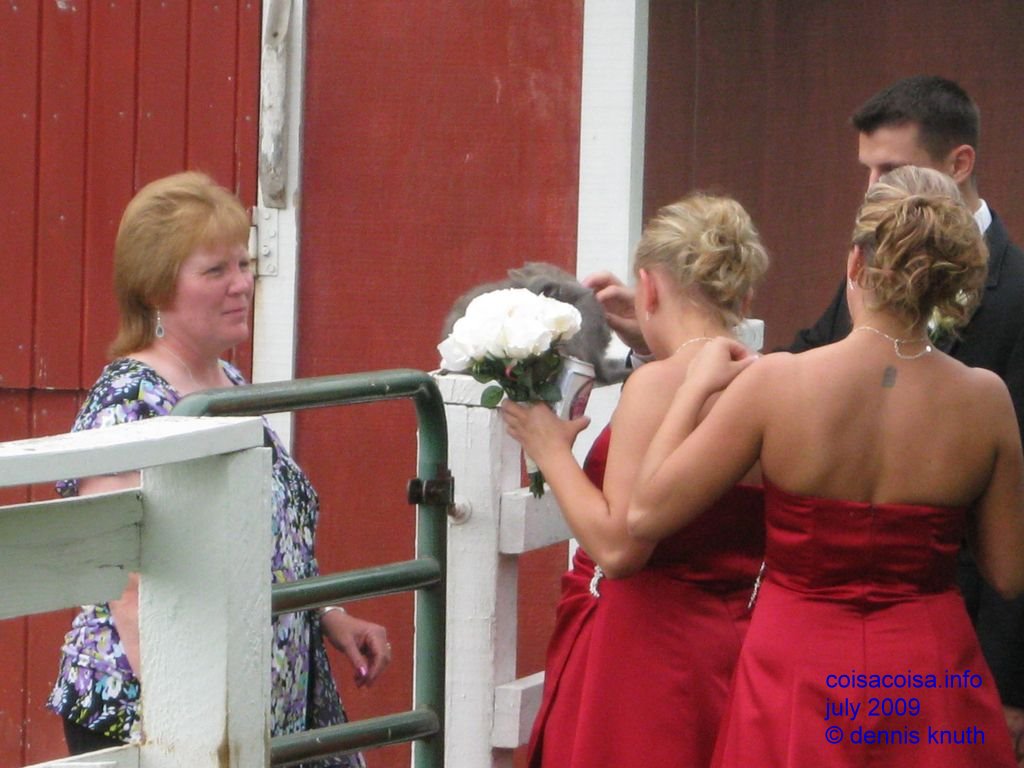 Karen, the Kitties and the Wedding Party