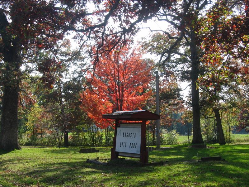 Maple tree in the park