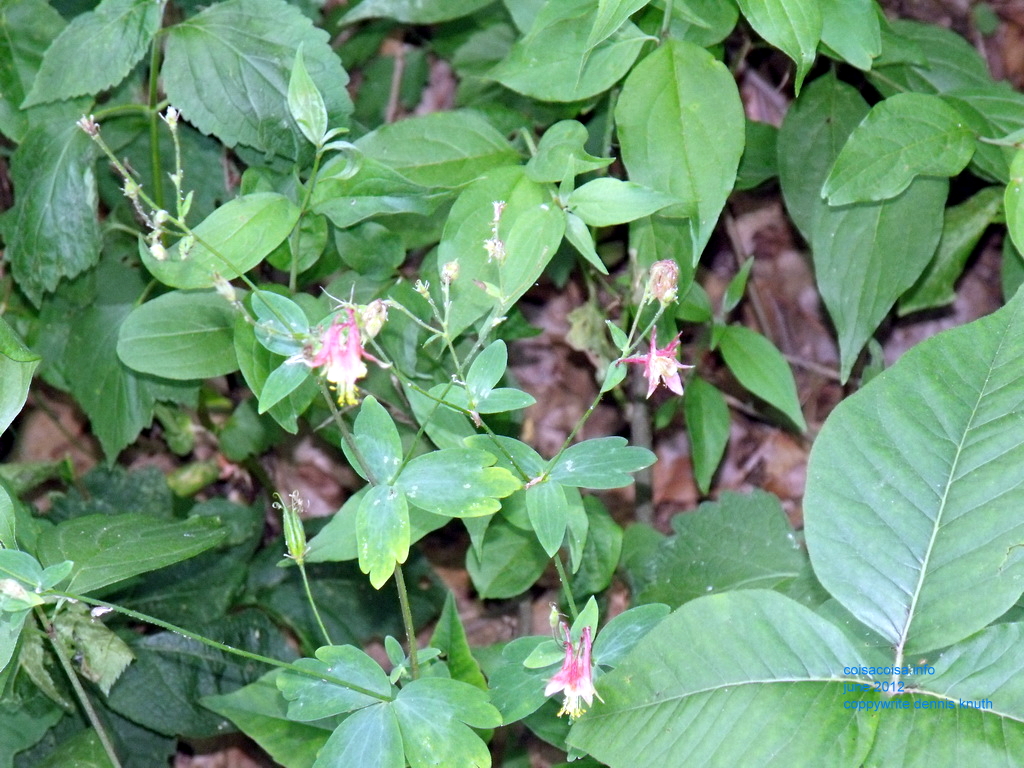 Wisconsin Wild Flower just off a country road