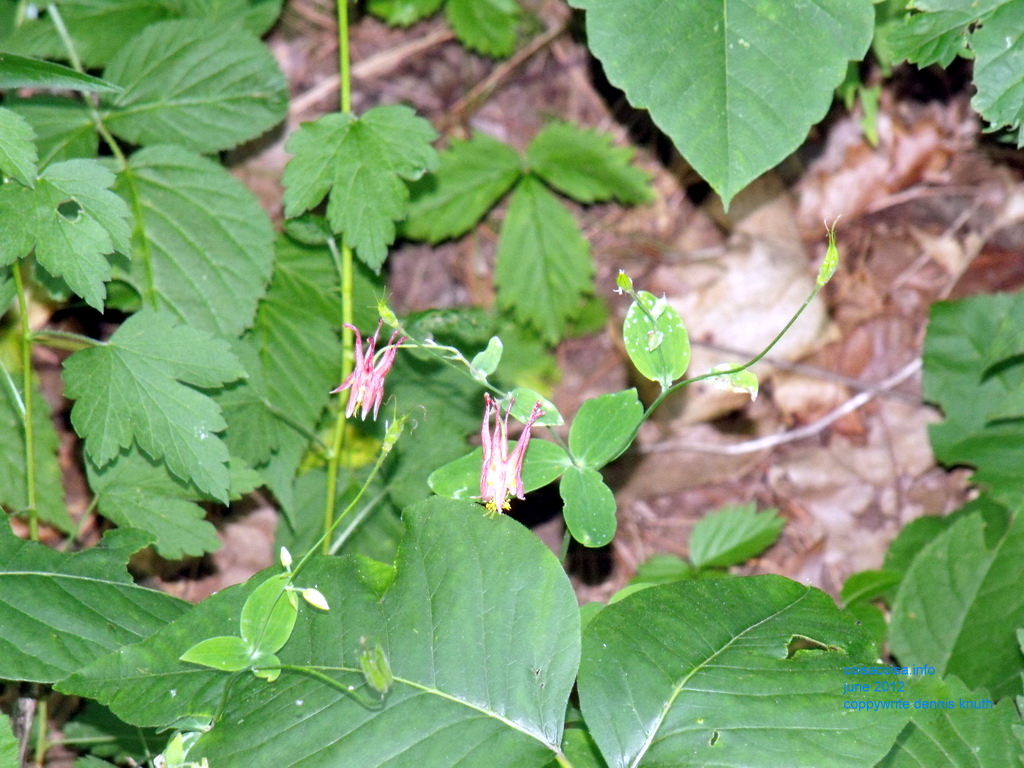 Wisconsin earth and wild flowers