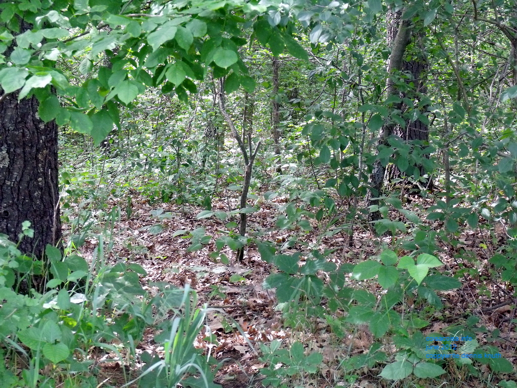 Wisconsin Forest