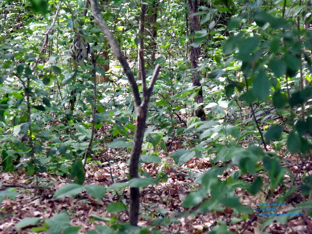 Branches in Woodland Forest Leaves in Wisconsin