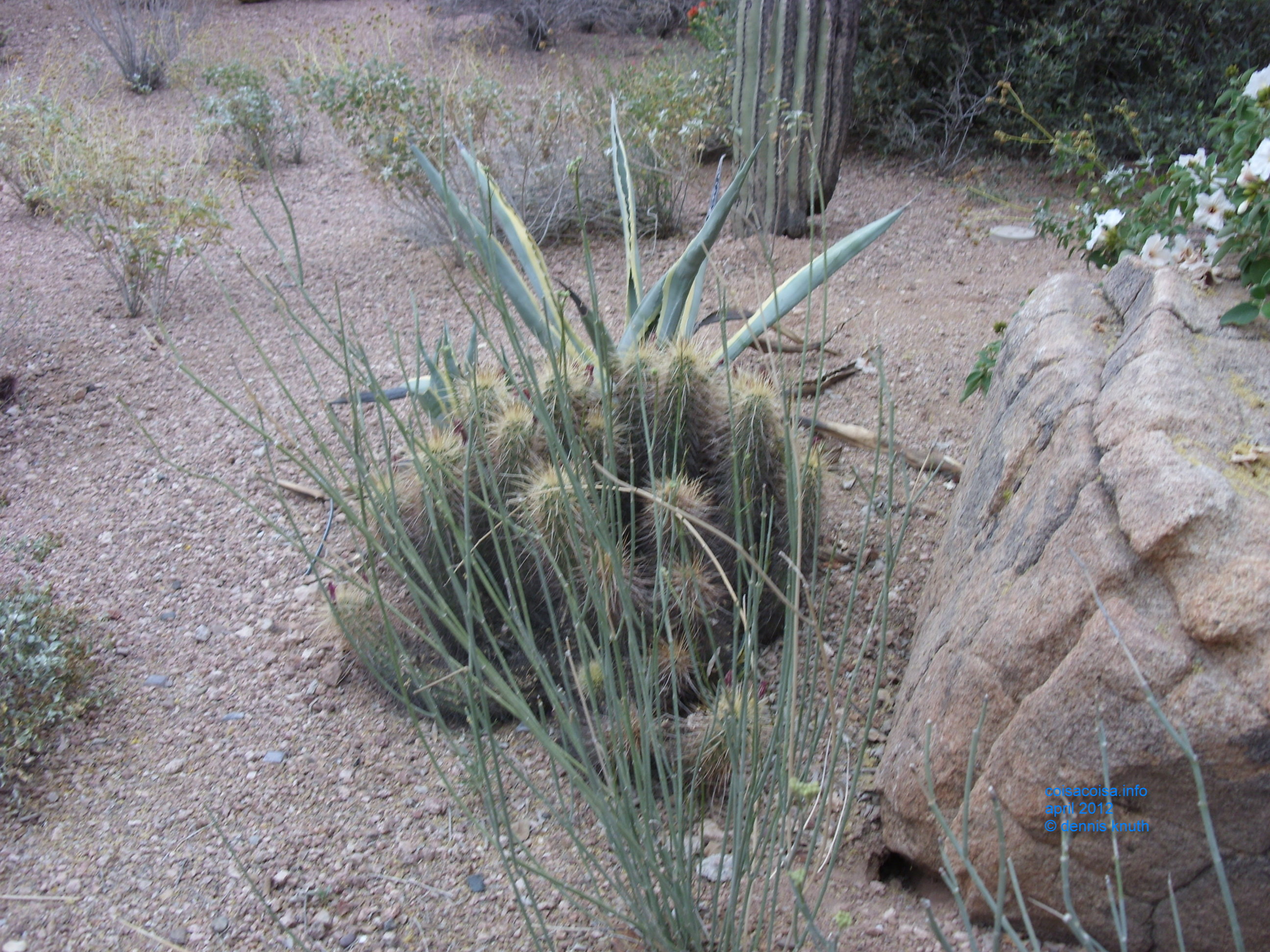 2012_04_25_arrive_b_botanical_garden_0018.jpg (large)