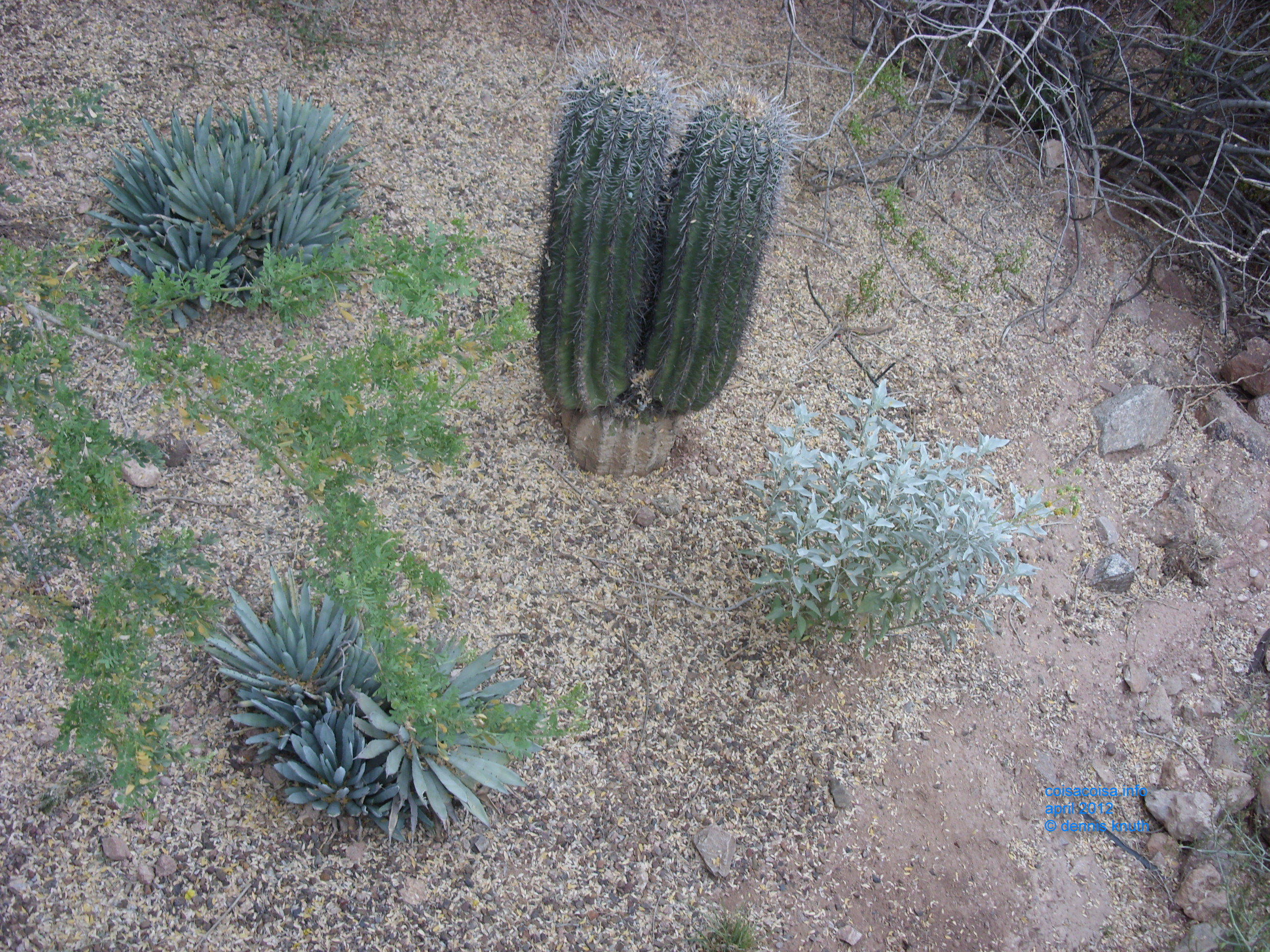 Pair of cactus grow from one stump