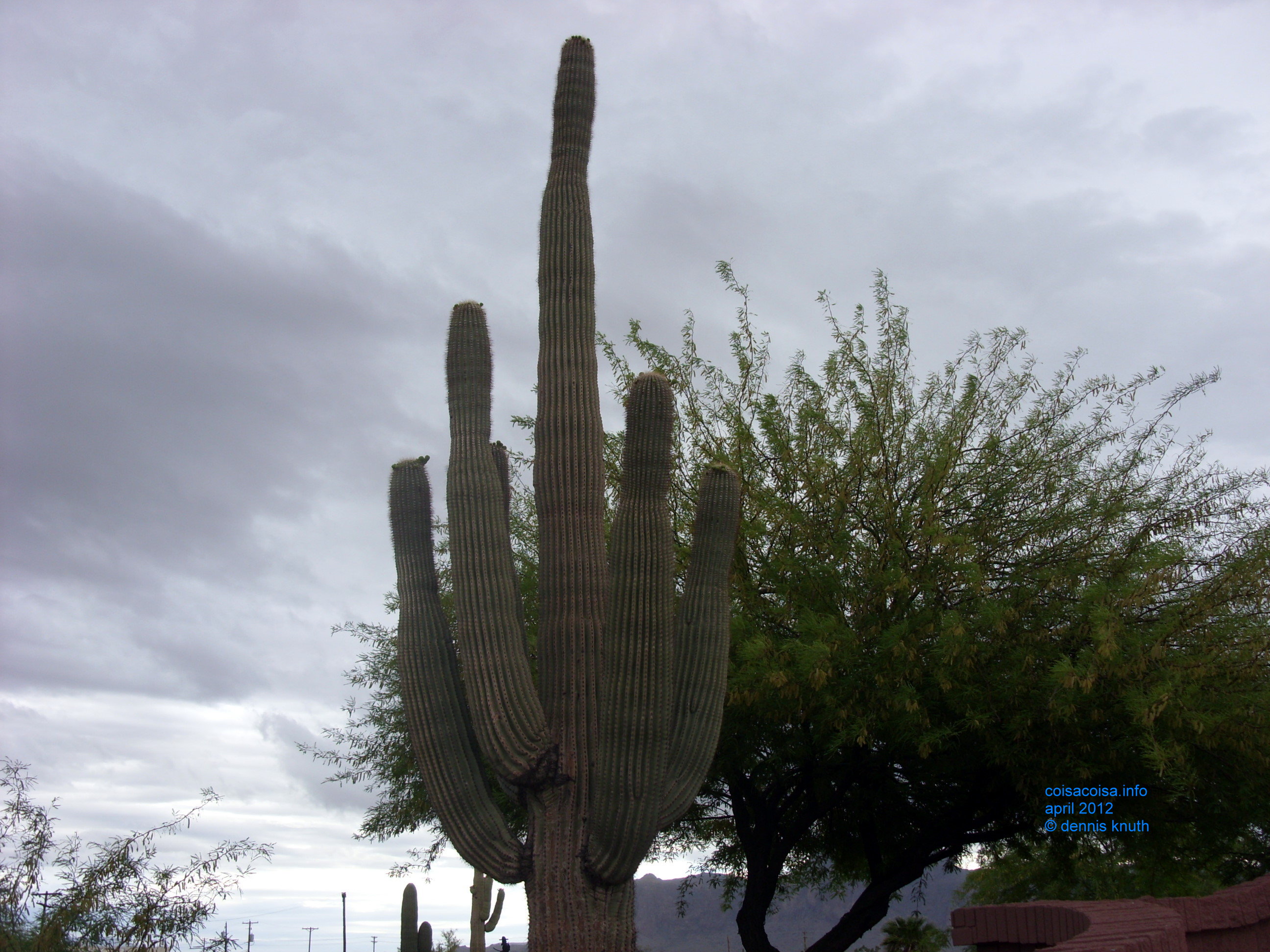 2012_04_26	_a_superstition_mountain_0010.jpg (large)
