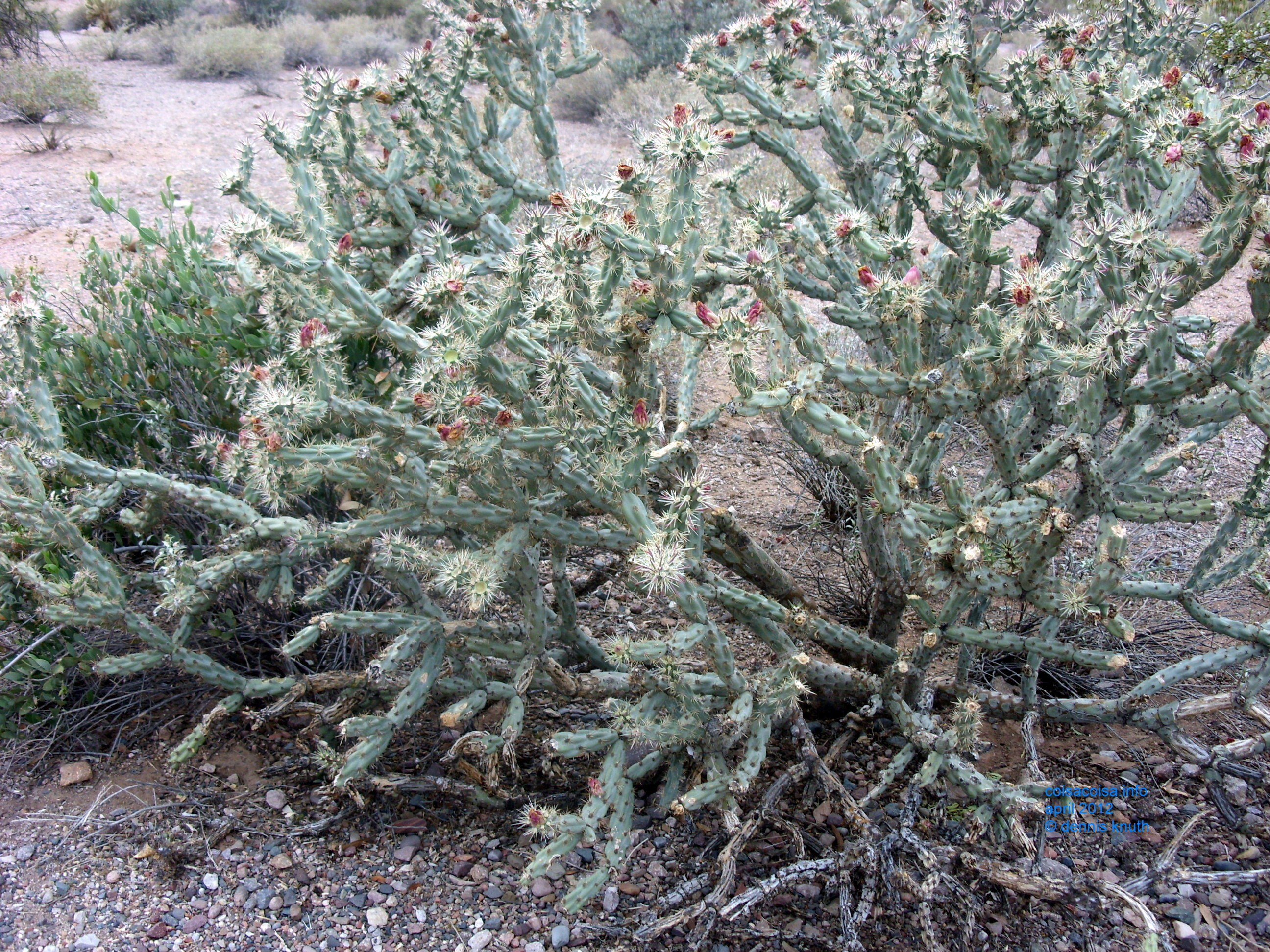 2012_04_26_a_superstition_mountain_0018.jpg (large)