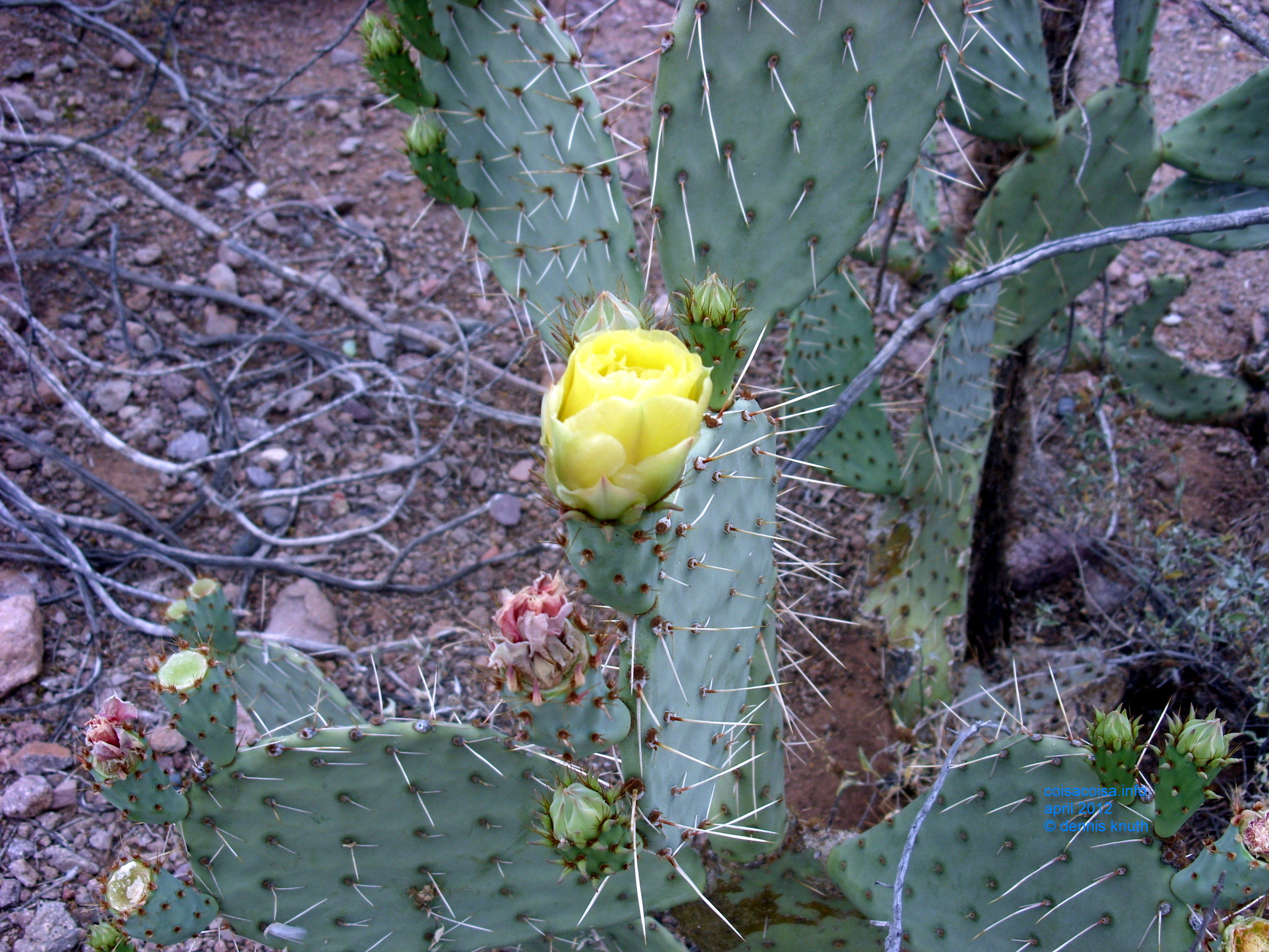 2012_04_26_a_superstition_mountain_0020.jpg (large)