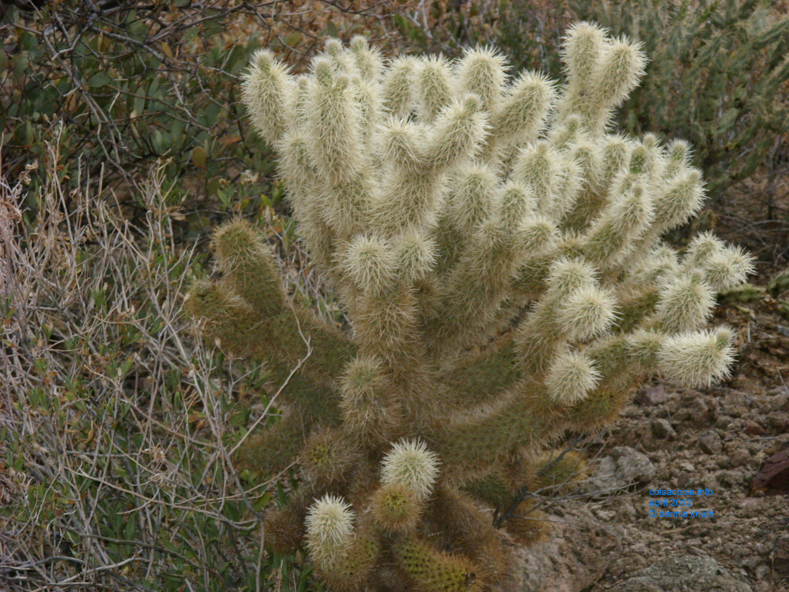 2012_04_26_b_apache_trail_tortilla_flat_0003.jpg (large)