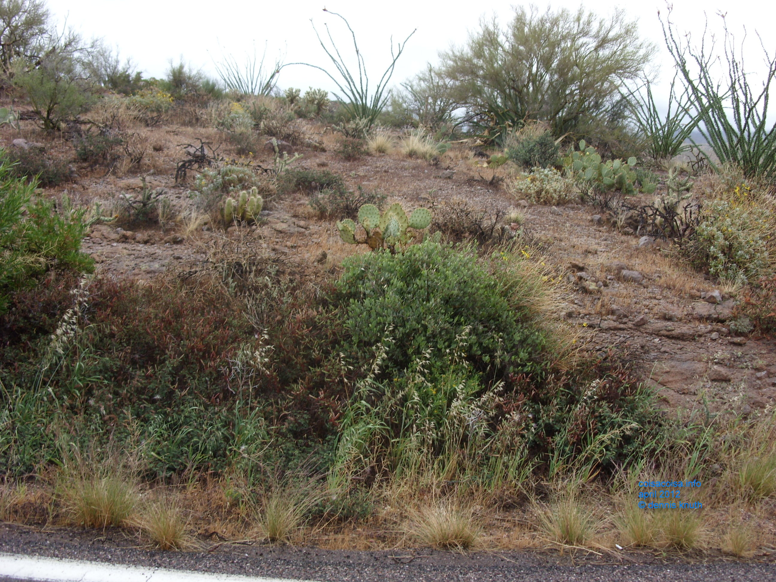 2012_04_26_b_apache_trail_tortilla_flat_0028.jpg (large)