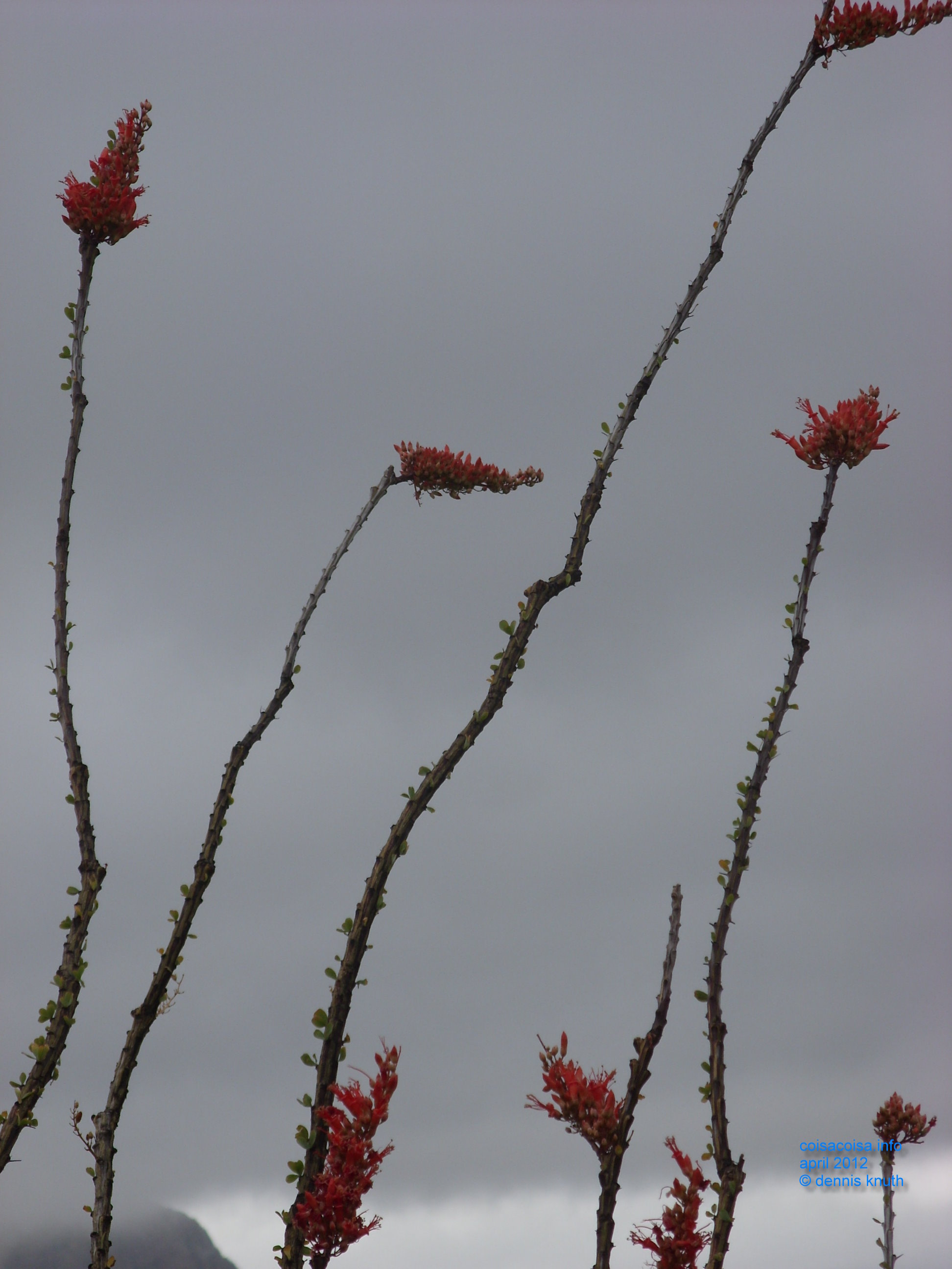 The Ocotillo on the Apache Trail