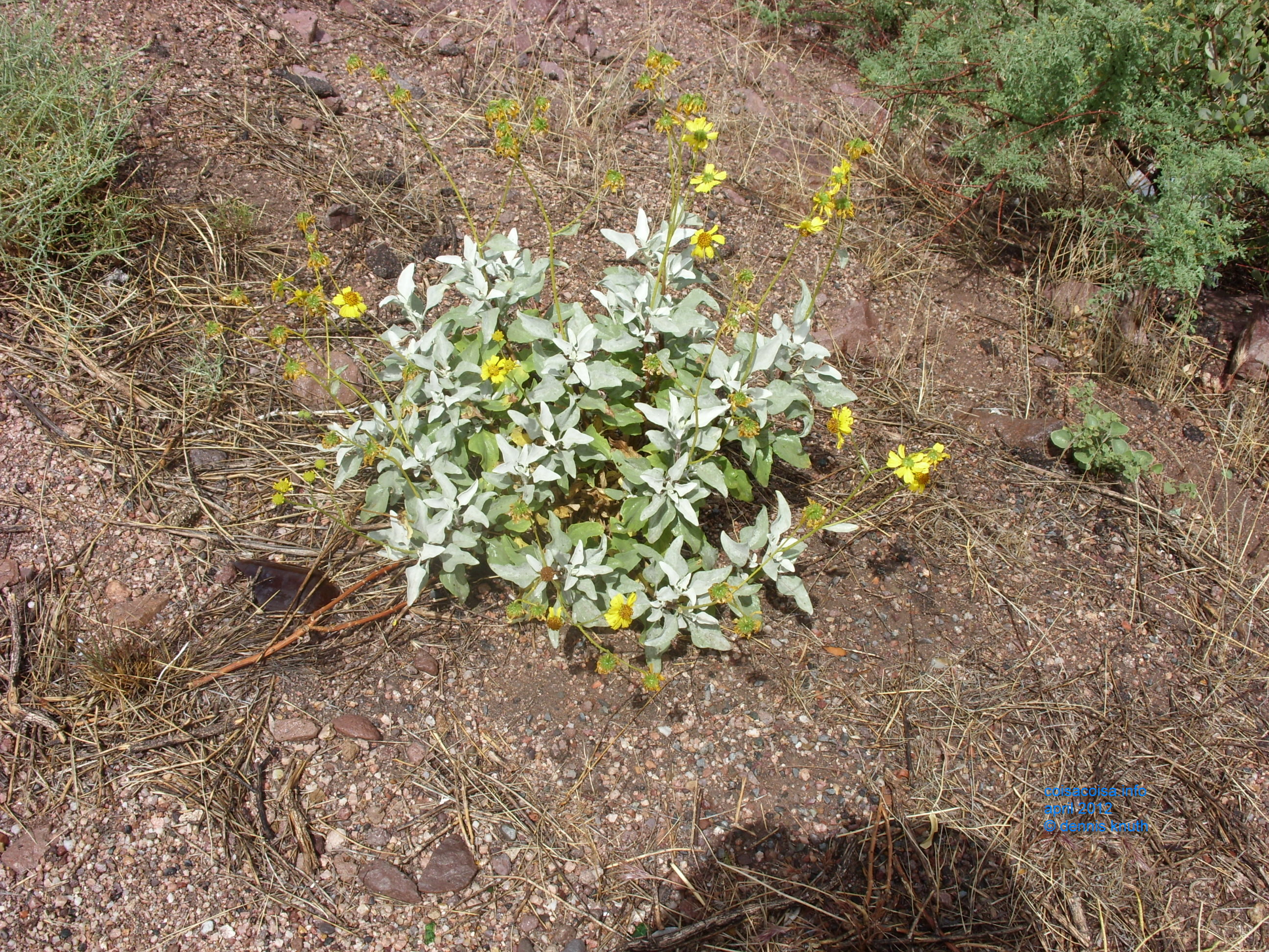 2012_04_26_b_apache_trail_tortilla_flat_0042.jpg (large)