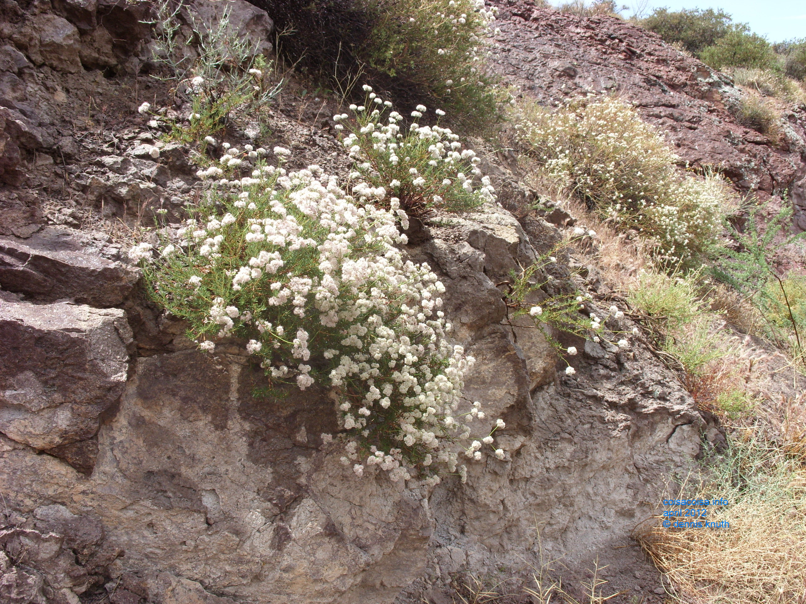 2012_04_26_b_apache_trail_tortilla_flat_0044.jpg (large)