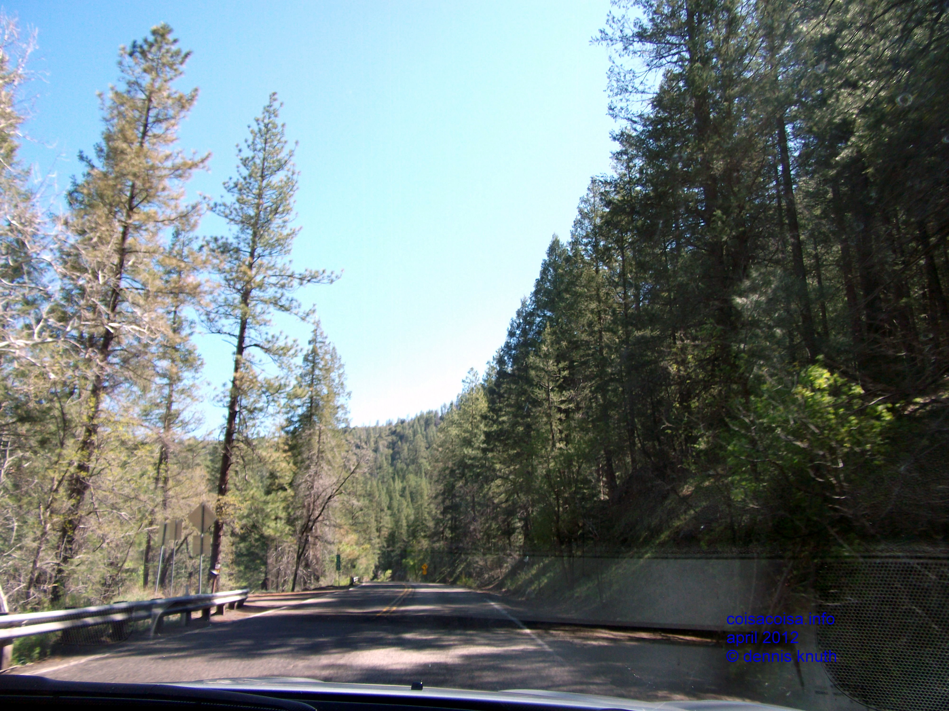 Pine trees surround us as we rise in altitude