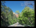 Trees close in on road