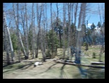 Flagstaff forest whizzing by