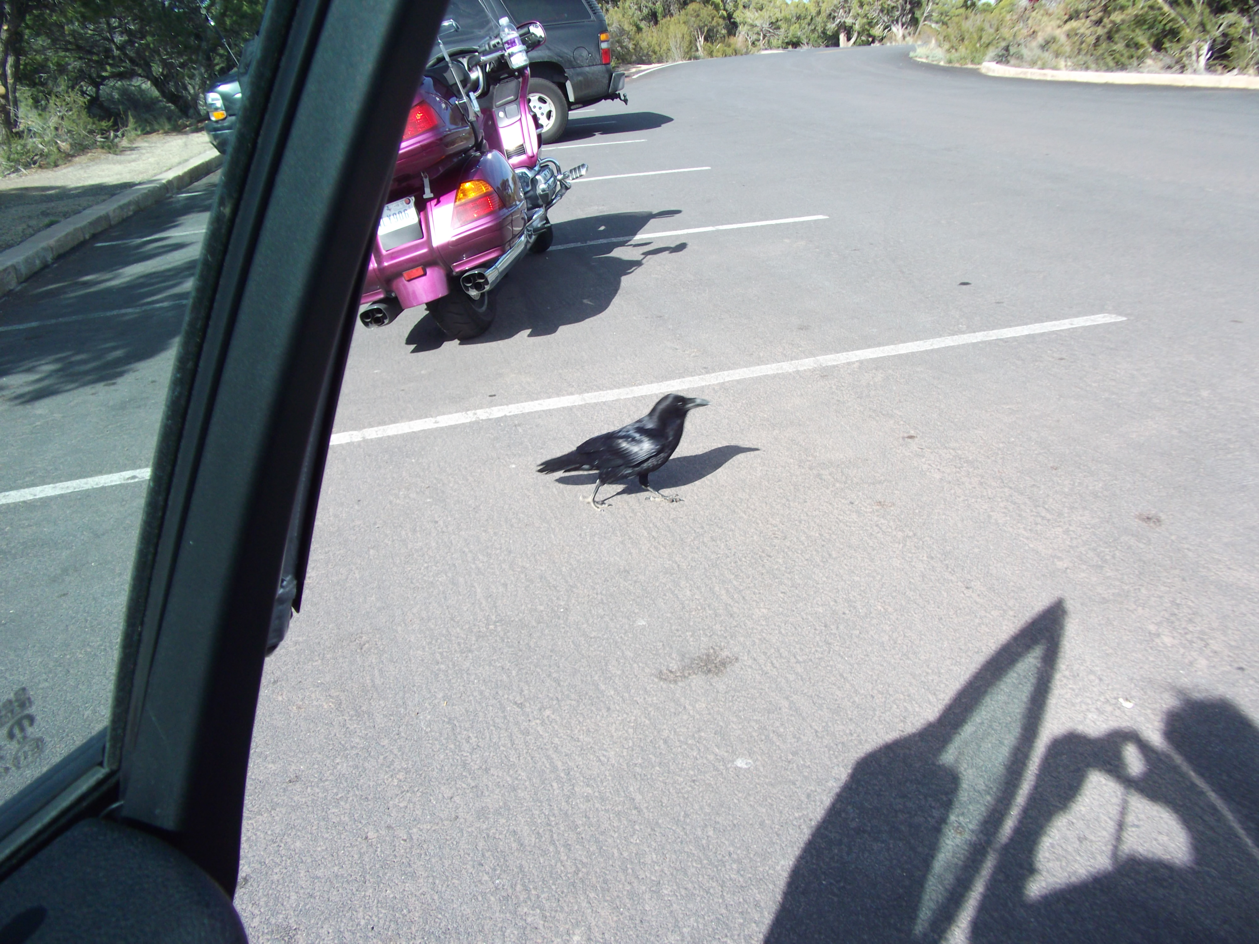 Arizona Magpie in the Grand Canyon