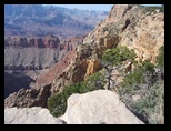 Magpie in the Canyon