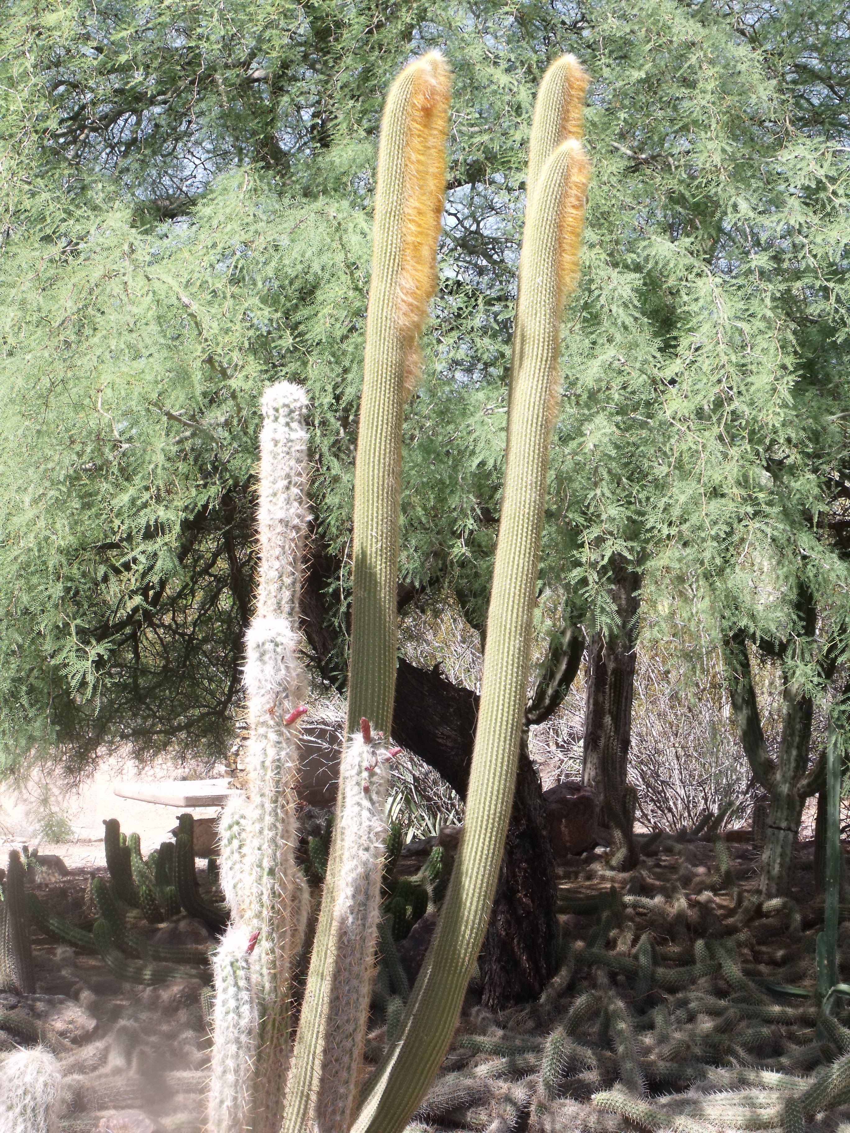 2012_04_28_botanical_dk_0001.jpg (large)