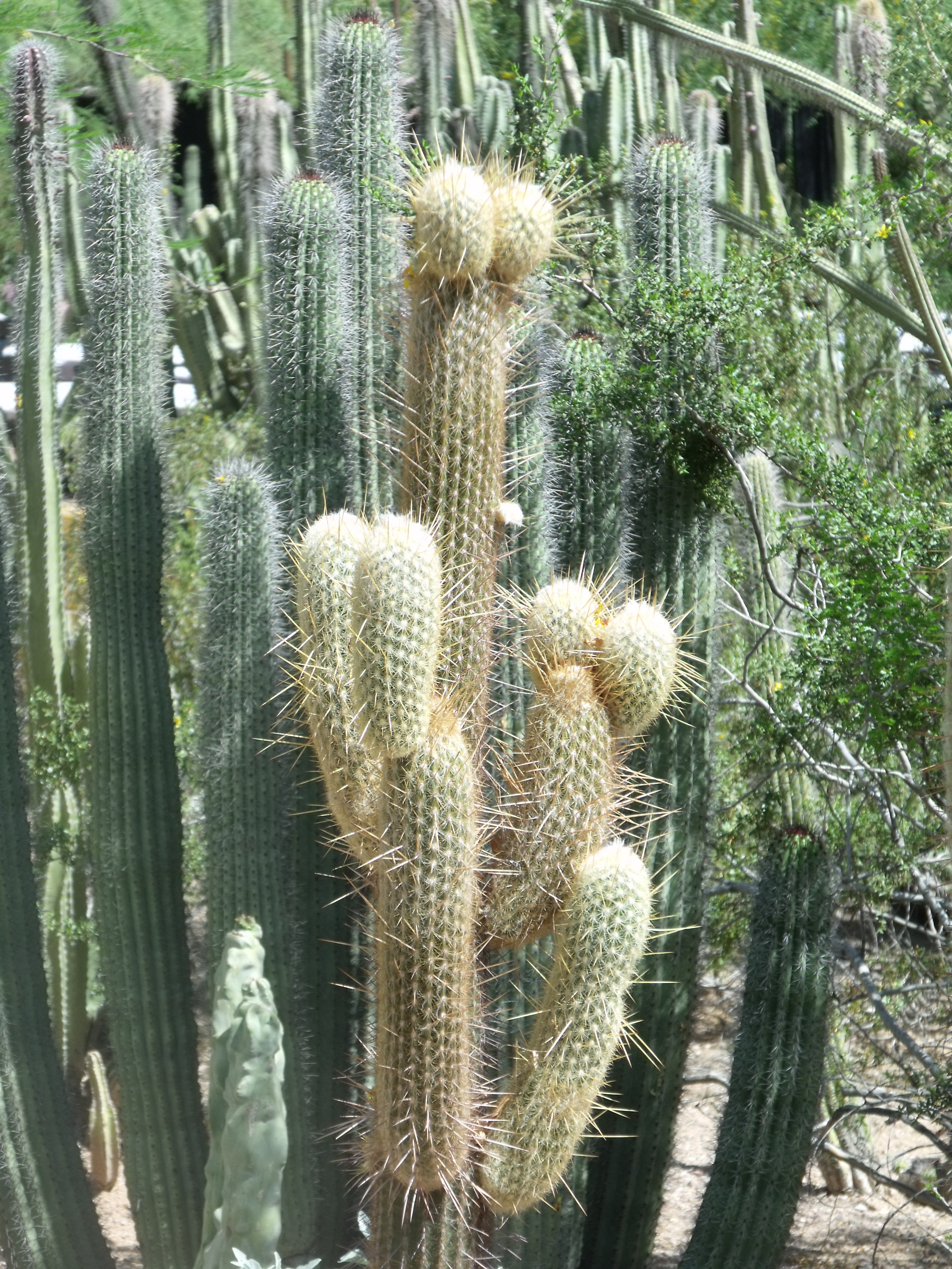 2012_04_28_botanical_dk_0002.jpg (large)