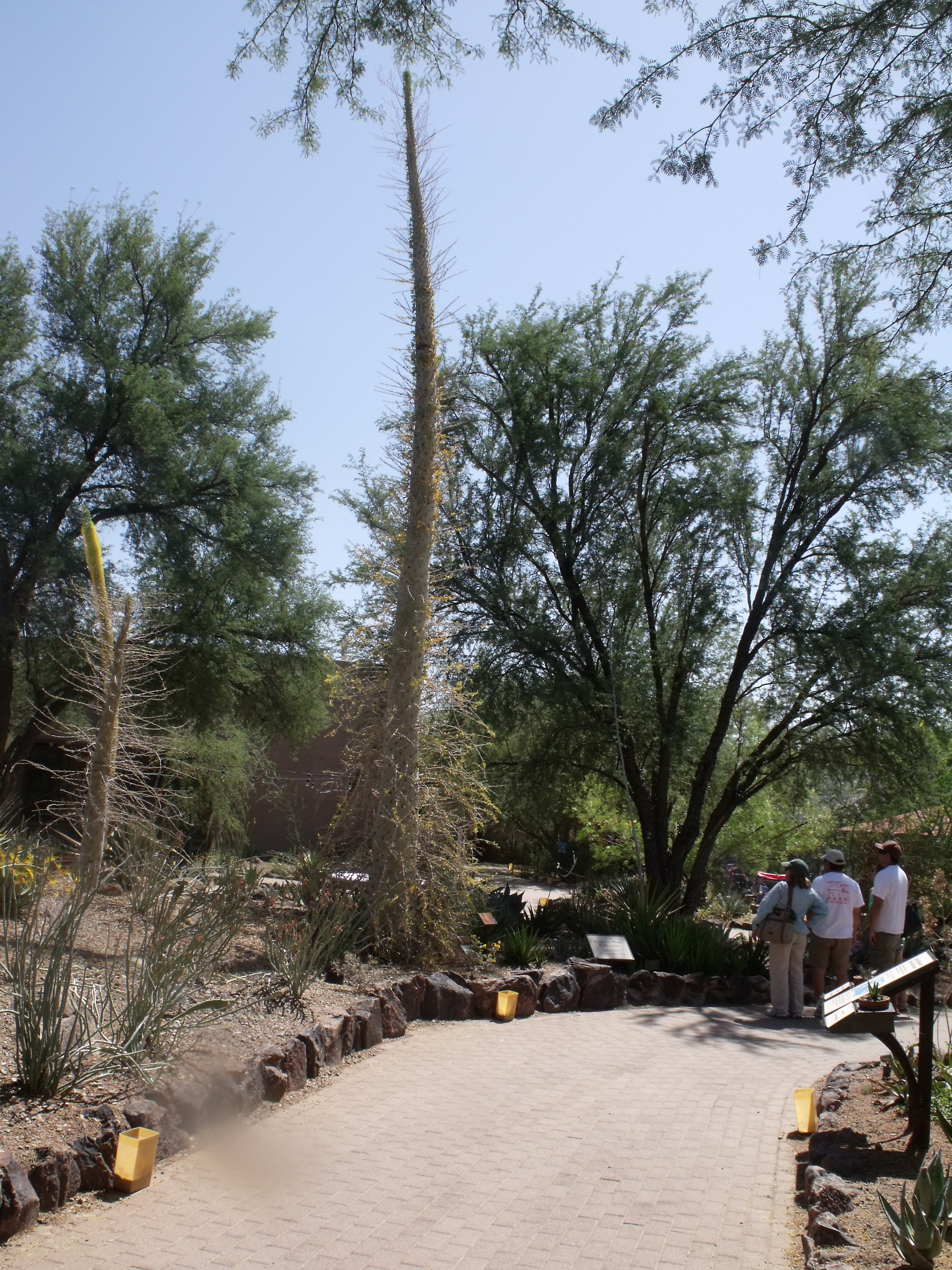 2012_04_28_botanical_dk_0006.jpg (large)