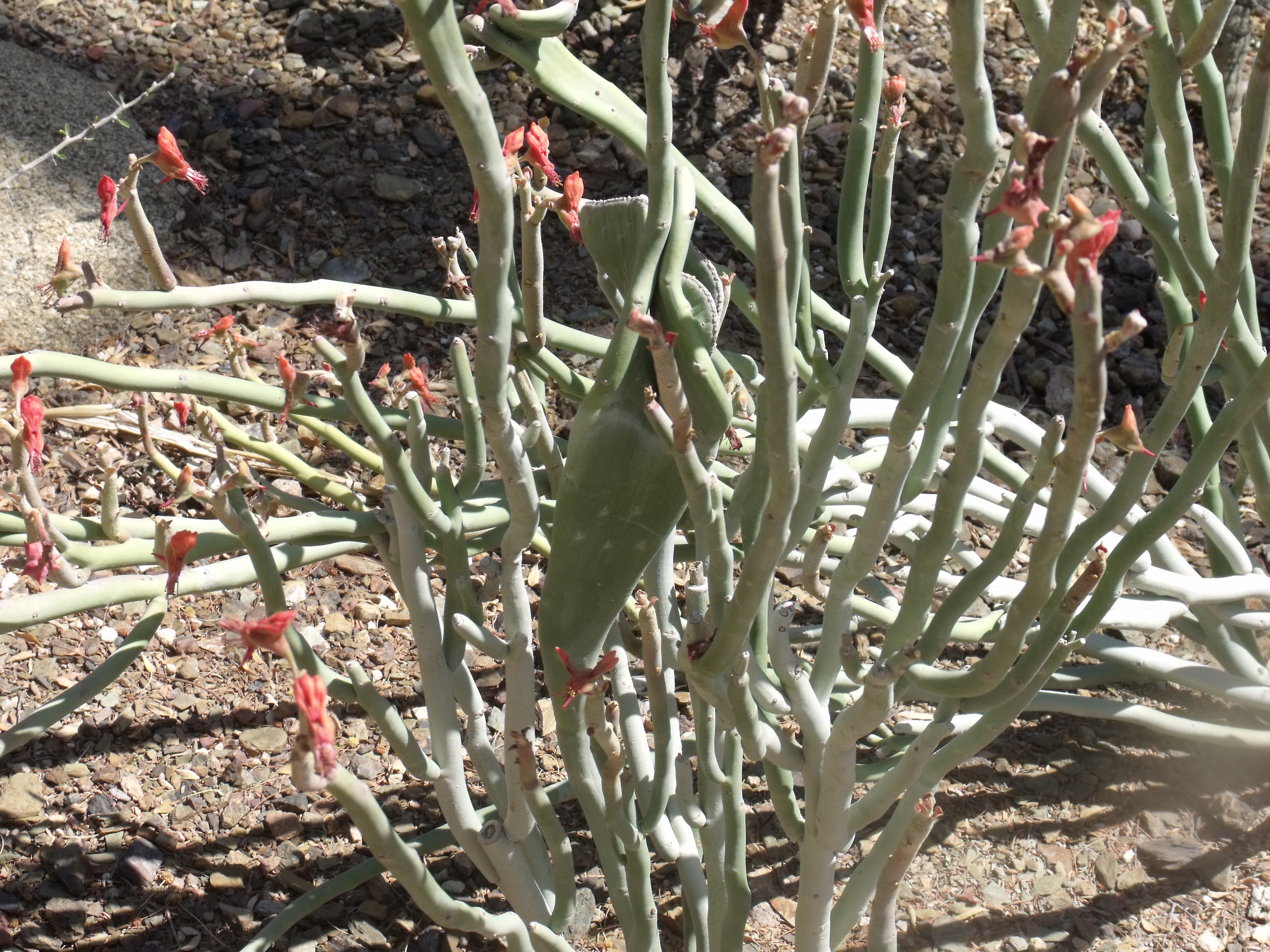 Pencil Cholla Cylindropuntia ramosissima