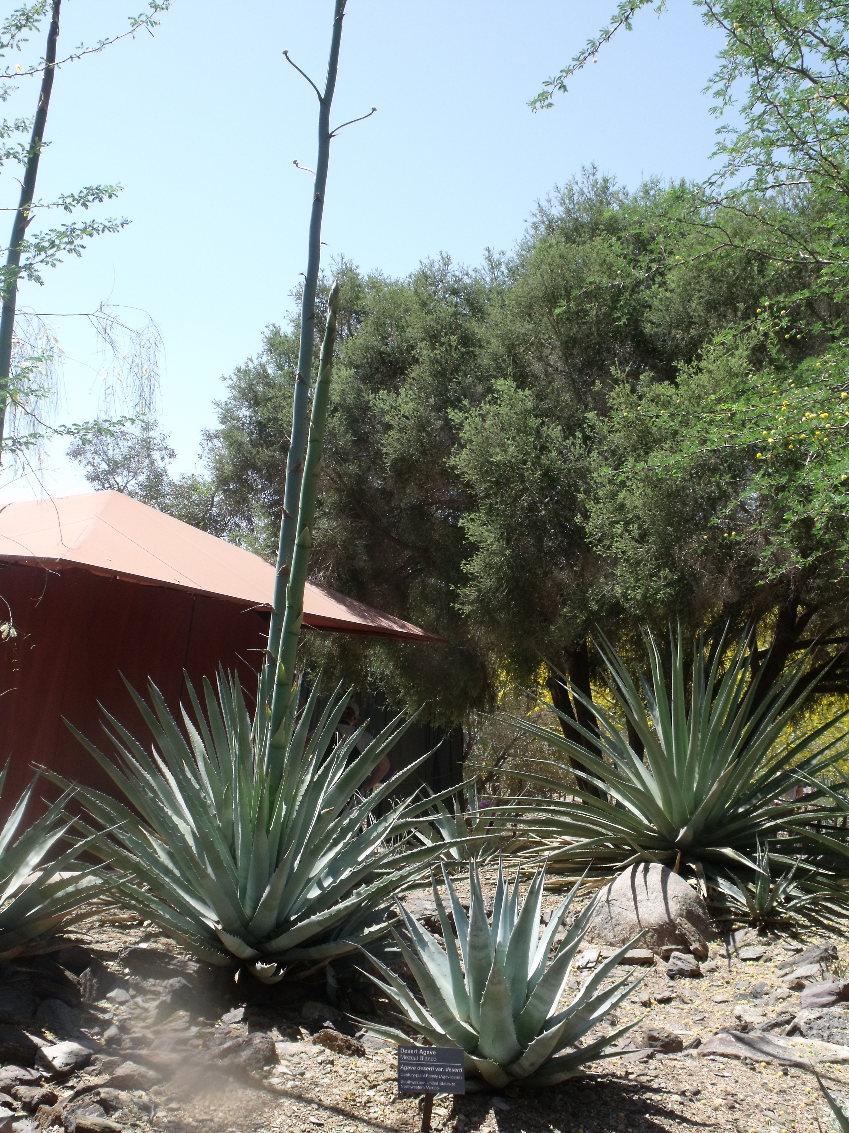 Botanical Gardens Century Plant