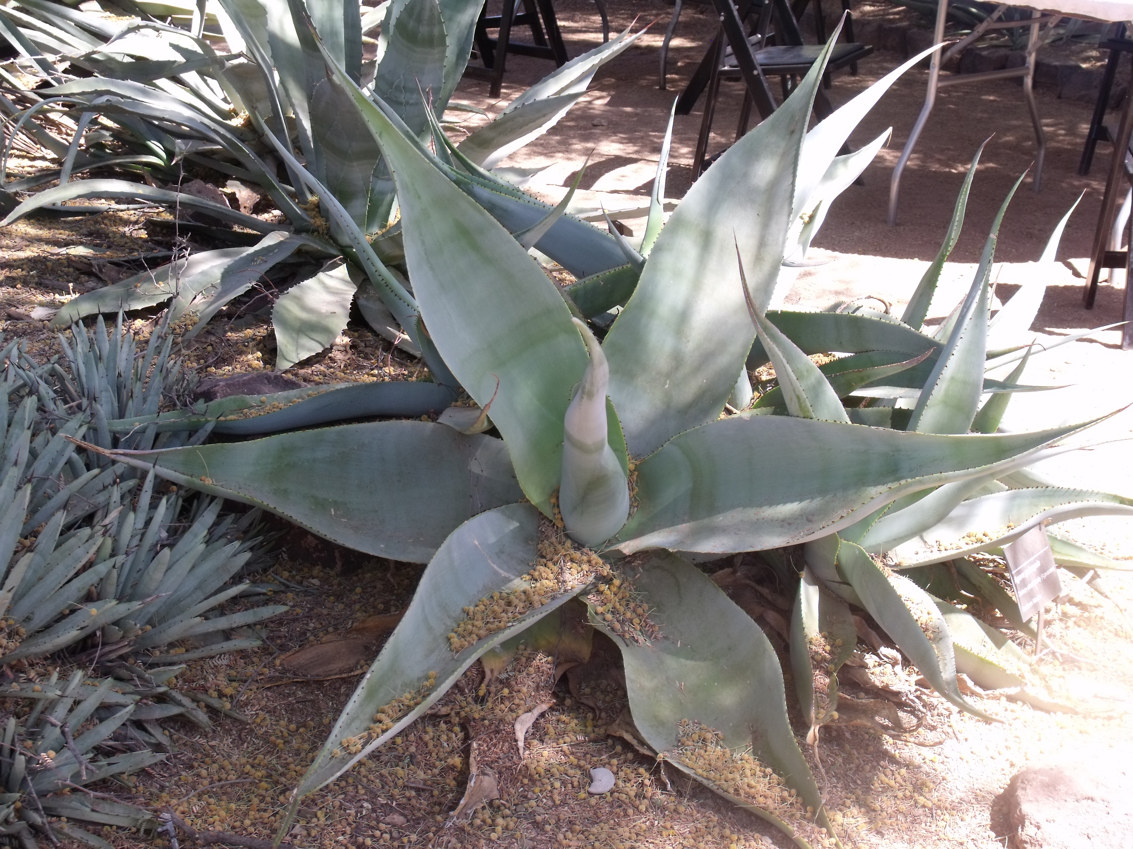 Agave asperrima at the Gardens