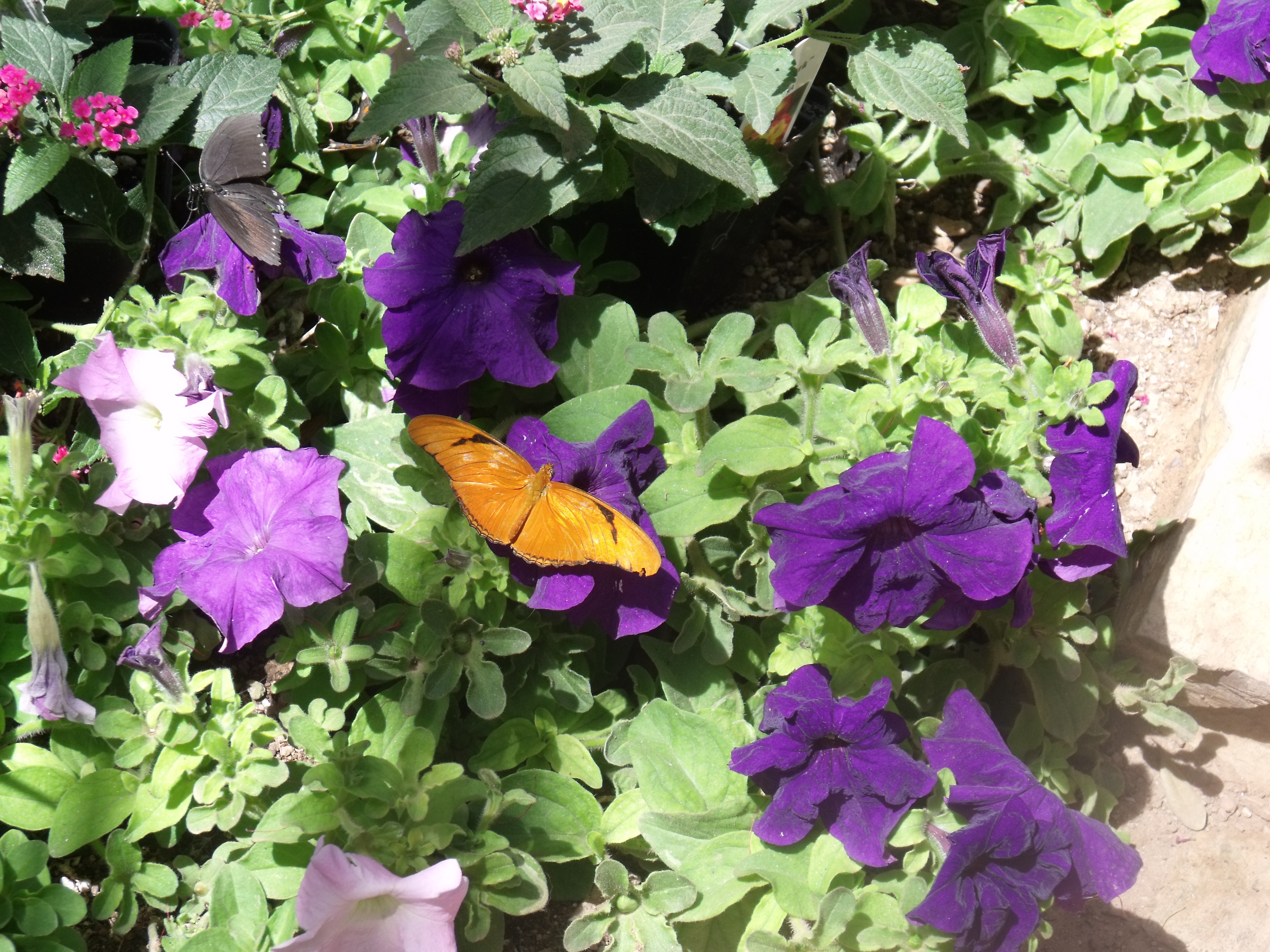 2012_04_28_botanical_dk_0016.jpg (large)