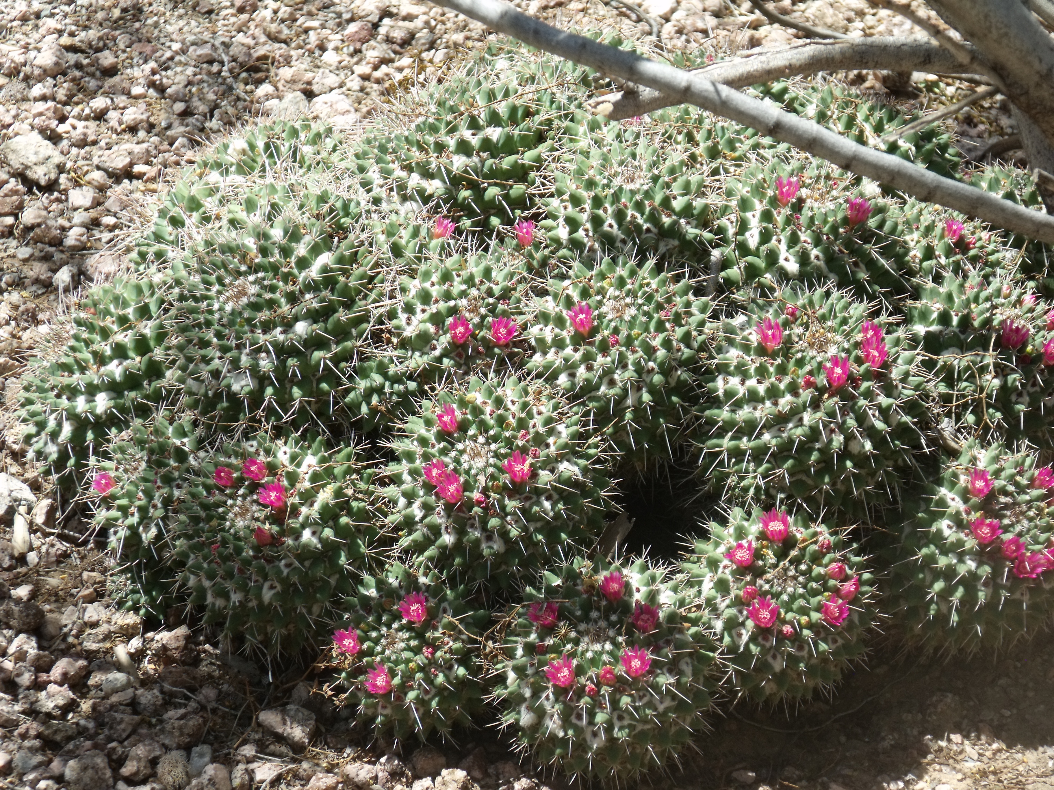 2012_04_28_botanical_dk_0029.jpg (large)