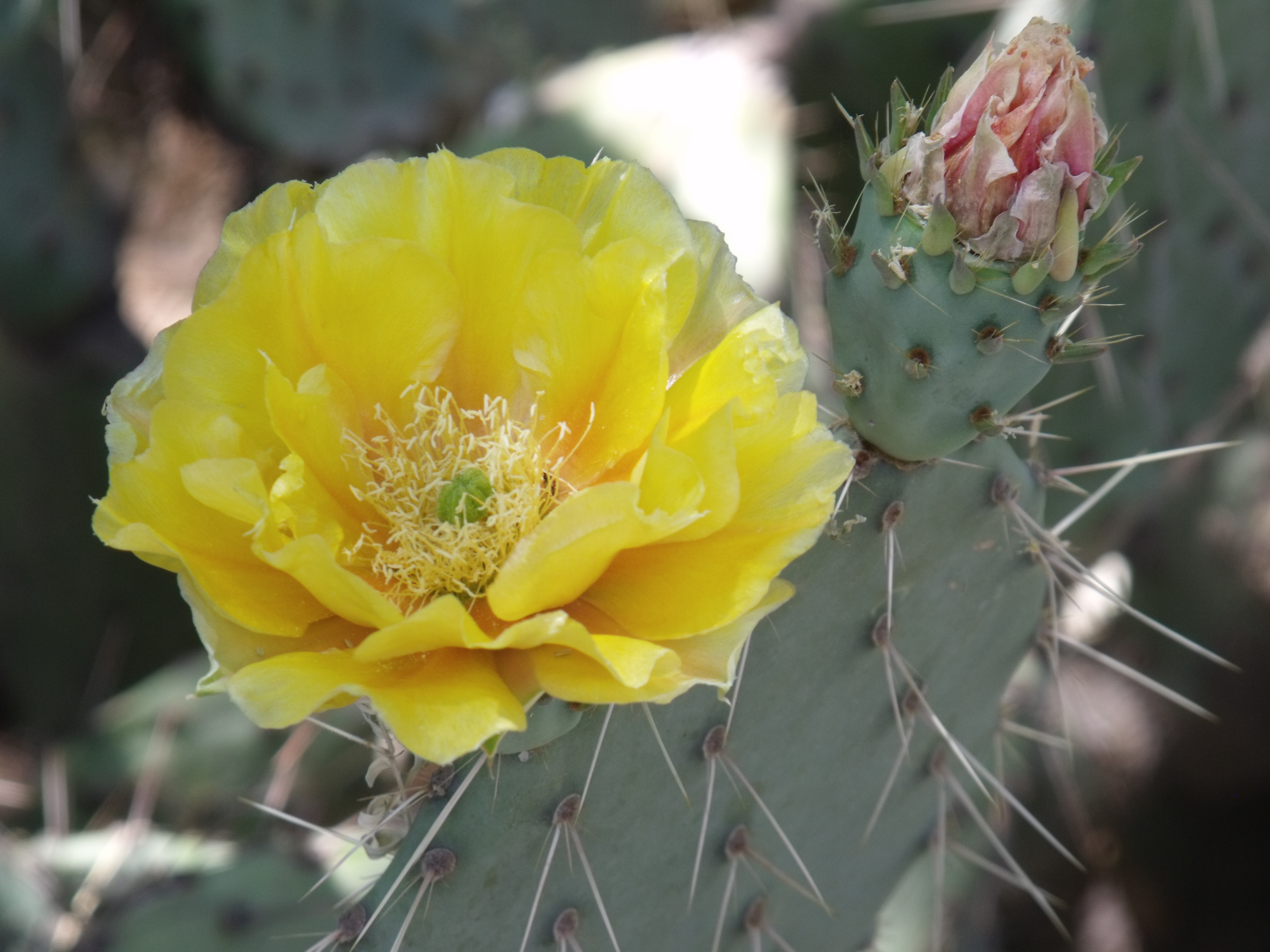 Opuntia, or Prickly Pear