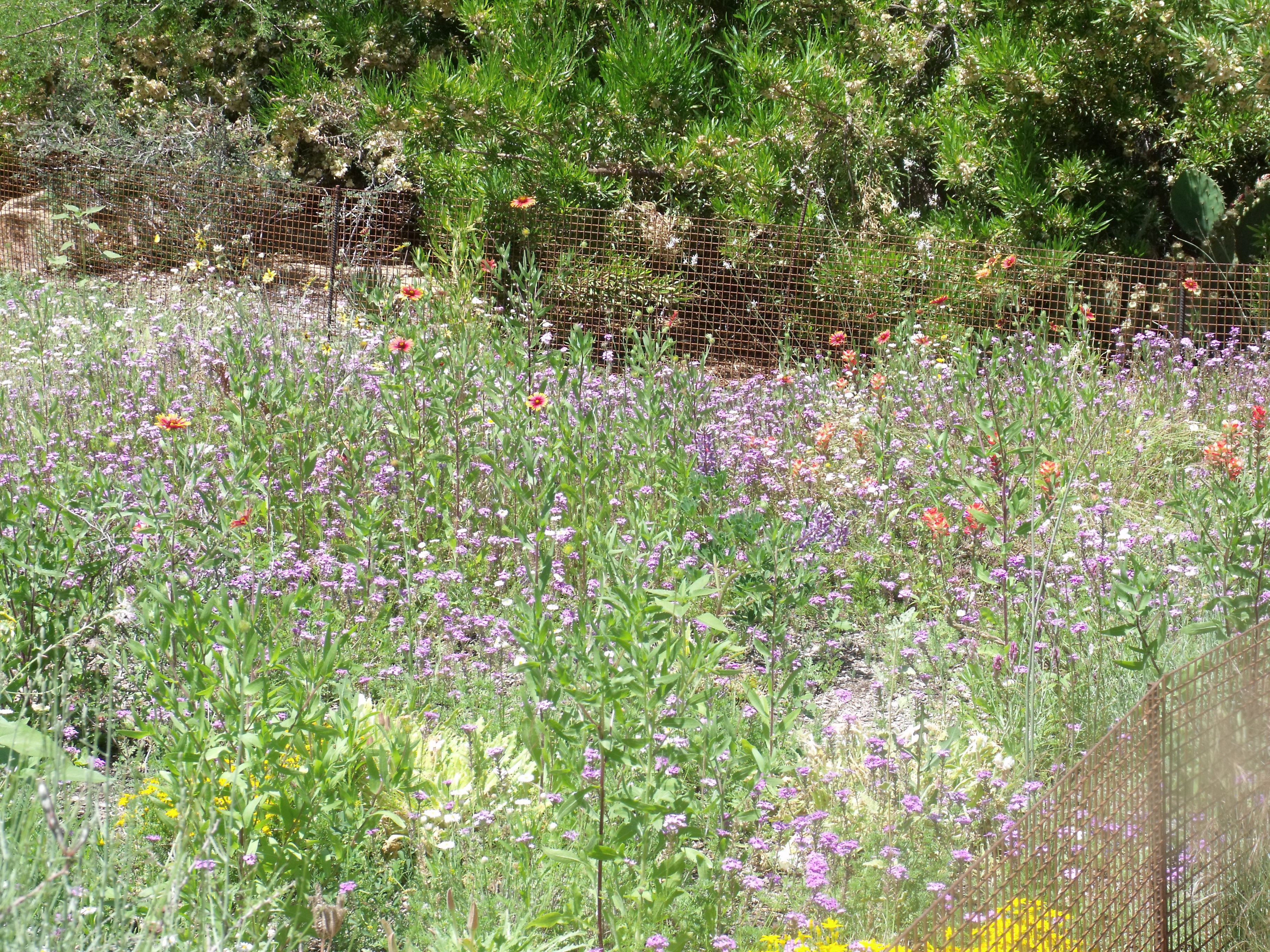 2012_04_28_botanical_dk_0039.jpg (large)