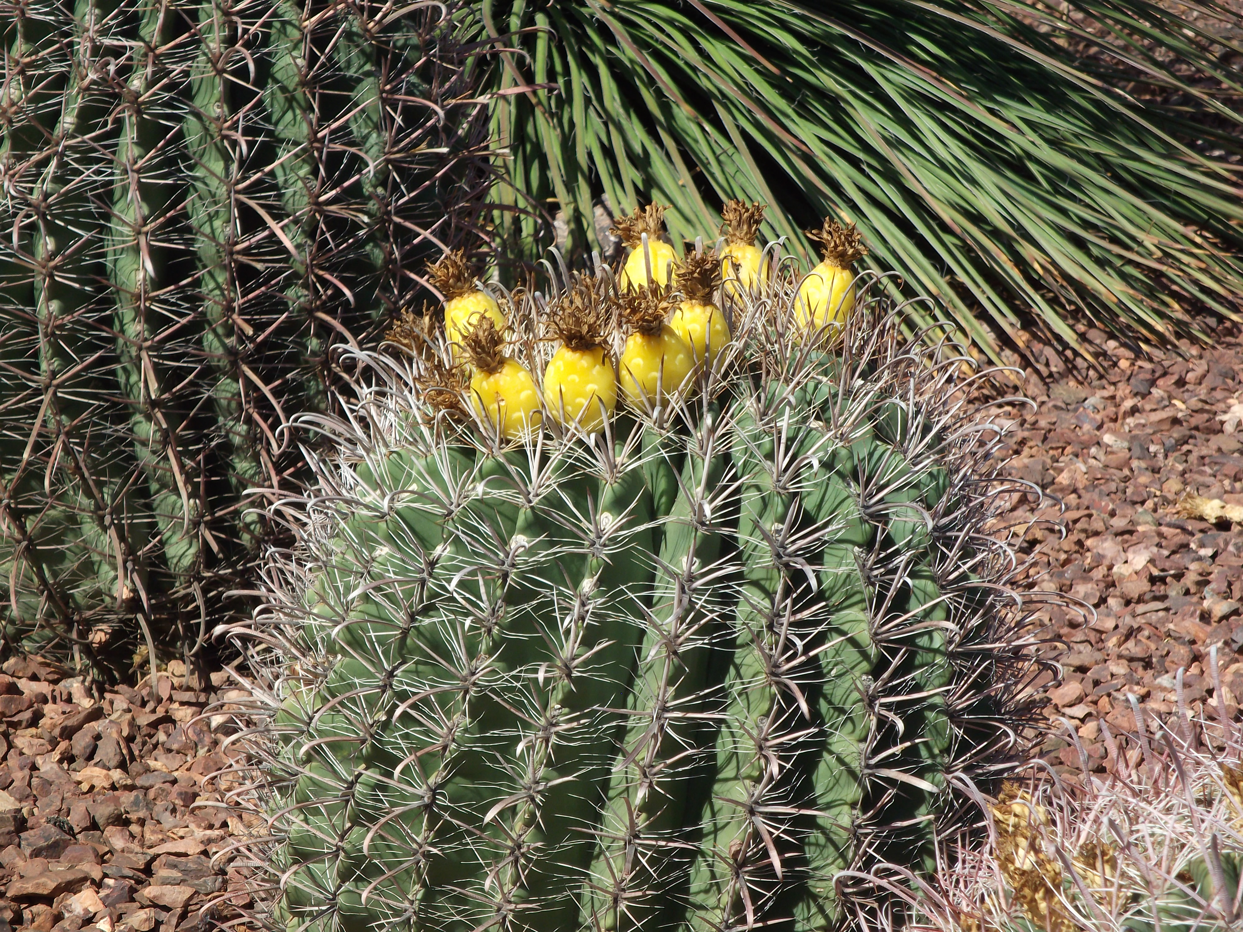 Barrel Cactus with Flower Fruit