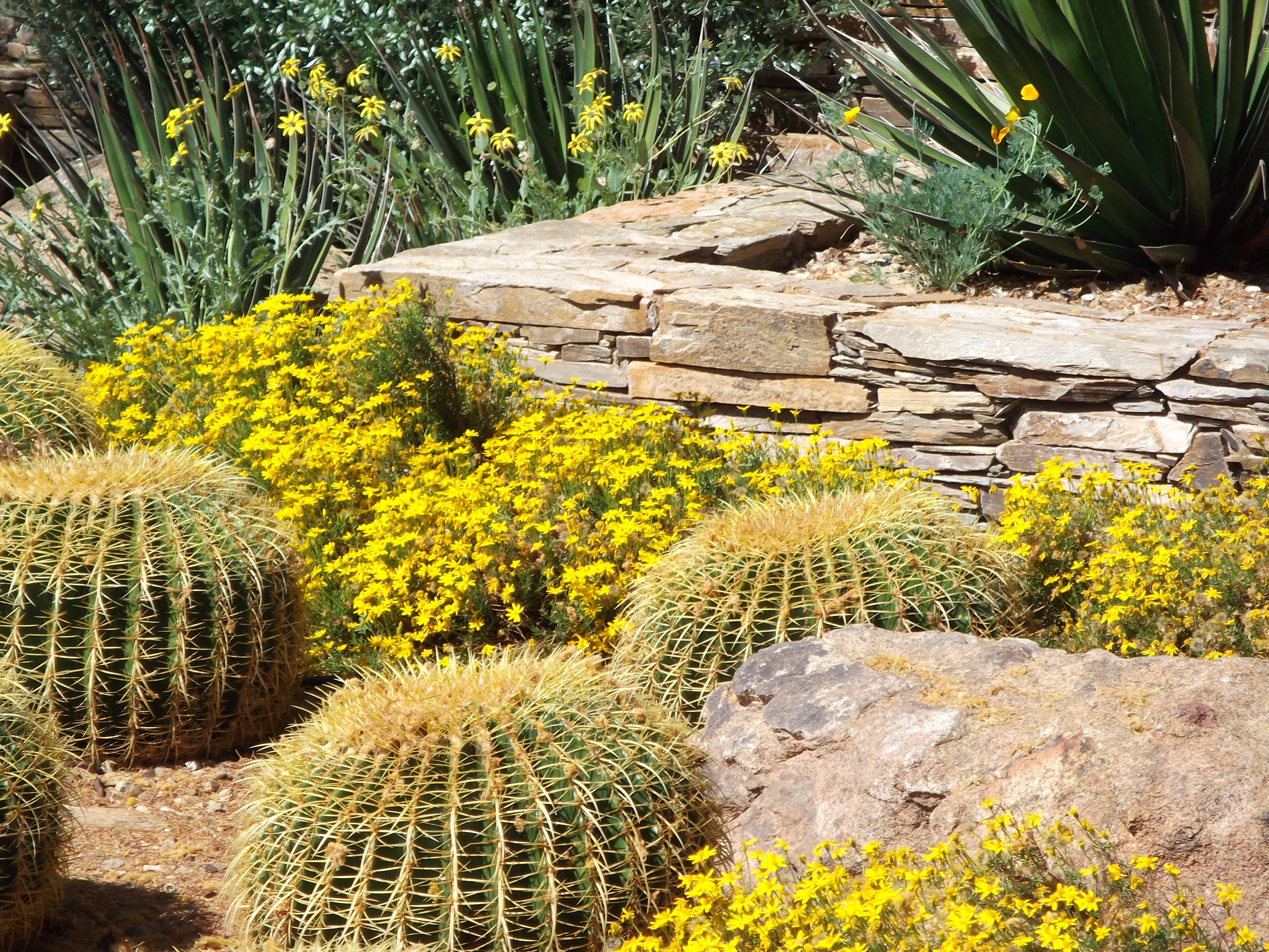 A riot of Botanical Garden Yellow
