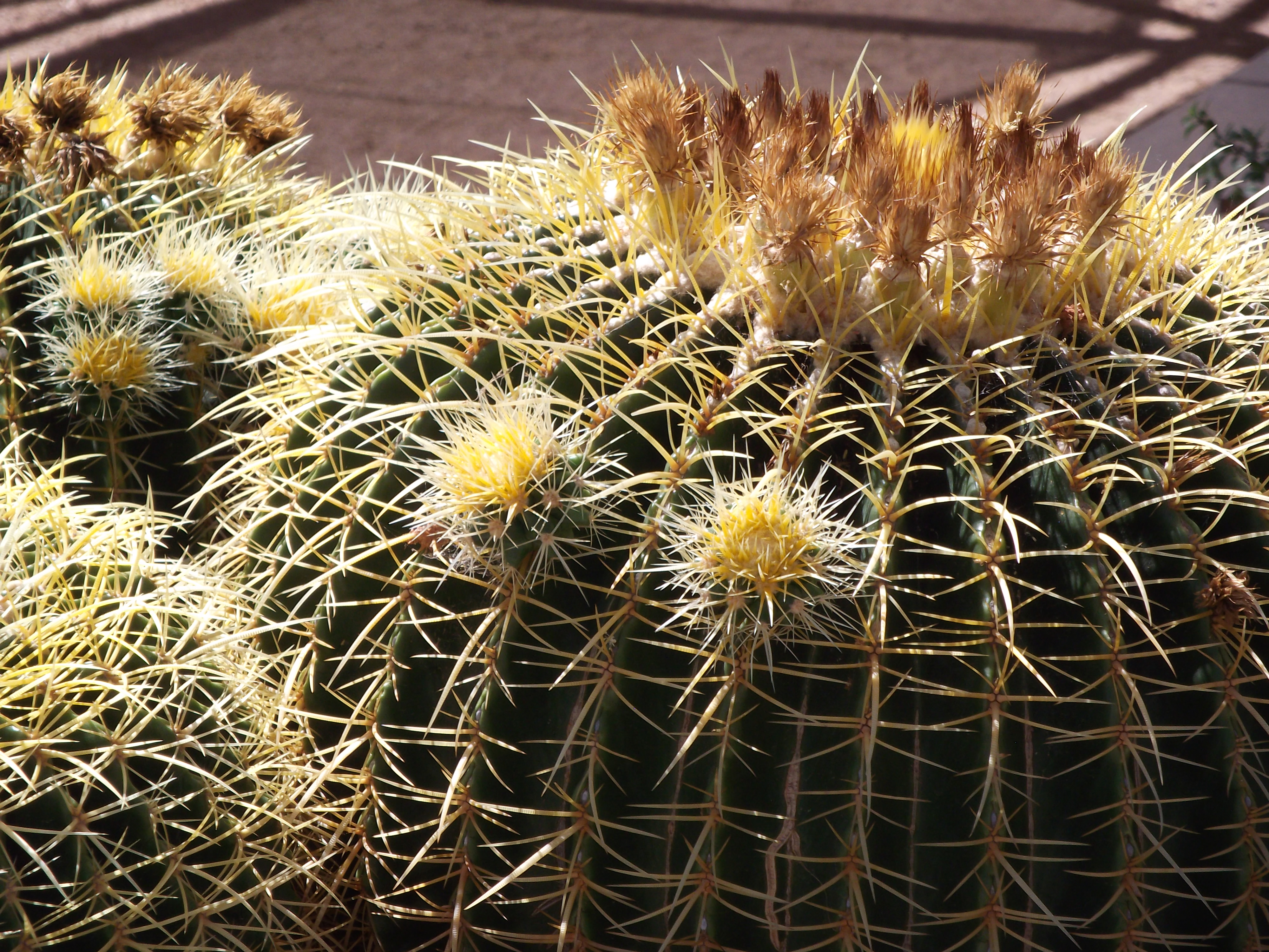 2012_04_28_botanical_sk_0016.jpg (large)