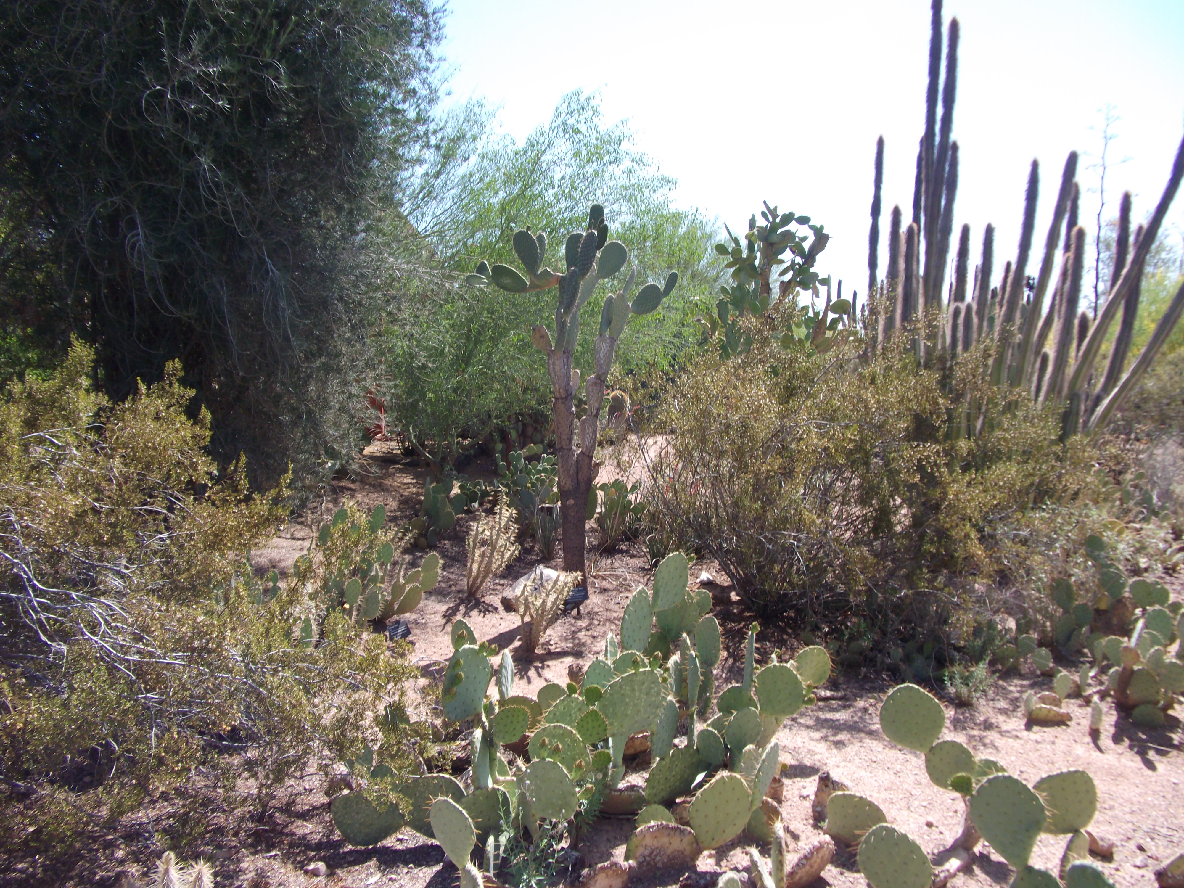 2012_04_28_botanical_sk_0025.jpg (large)